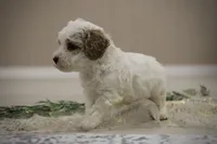 Rowen, a male Poodle - Miniature  for sale in Bluford, IL – Photo 4 of 7