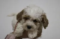 Rowen, a male Poodle - Miniature  for sale in Bluford, IL – Photo 1 of 7