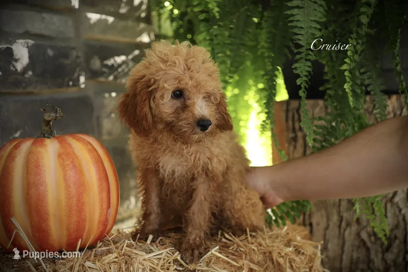 Cruiser  – Poodle - Miniature  puppy for sale in Bluford, IL