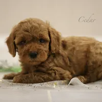 Cedar, a male Poodle - Miniature  for sale in Bluford, IL – Photo 4 of 8