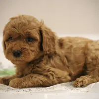 Cedar, a male Poodle - Miniature  for sale in Bluford, IL – Photo 5 of 8