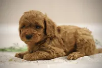 processed/8c15823e-1b06-4c0c-b1e7-f64ee5011dd9/listing/74bd8d7a-f22e-4ada-b92d-56b66048e1ce/3b0f45f2-add1-4ae8-9d3c-553f51f77e0a