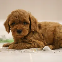 Cedar, a male Poodle - Miniature  for sale in Bluford, IL – Photo 6 of 8