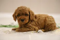 processed/8c15823e-1b06-4c0c-b1e7-f64ee5011dd9/listing/74bd8d7a-f22e-4ada-b92d-56b66048e1ce/5cbc6e77-245d-4213-affc-efabbf132e93