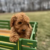 Cedar, a male Poodle - Miniature  for sale in Bluford, IL – Photo 2 of 8