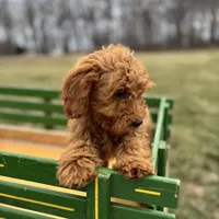 Cedar, a male Poodle - Miniature  for sale in Bluford, IL – Photo 1 of 8