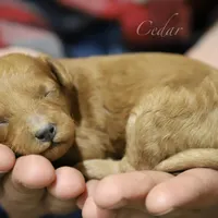 Cedar, a male Poodle - Miniature  for sale in Bluford, IL – Photo 7 of 8