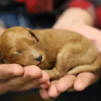 Cedar, a male Poodle - Miniature  for sale in Bluford, IL – Photo 8 of 8