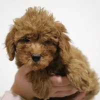 Cedar, a male Poodle - Miniature  for sale in Bluford, IL – Photo 3 of 8