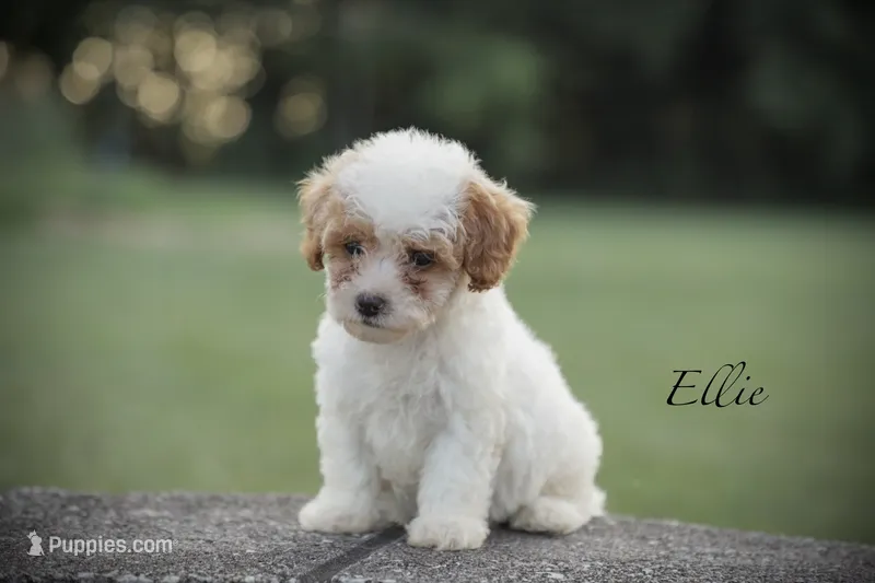 Ellie – Poodle - Miniature  puppy for sale in Bluford, IL