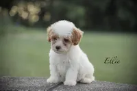 Ellie, a female Poodle - Miniature  for sale in Bluford, IL – 1 of 6