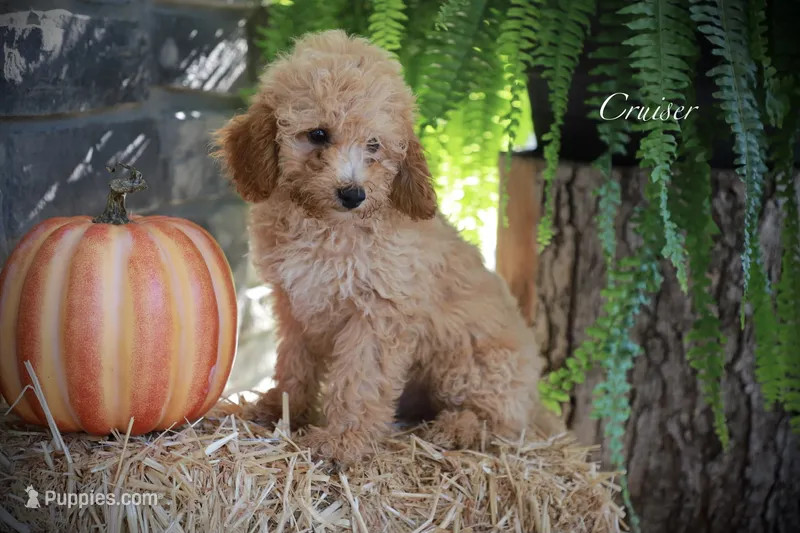 Cruiser  – Poodle - Miniature  puppy for sale in Bluford, IL