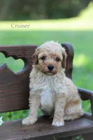 Cruiser , a male Poodle - Miniature  for sale in Bluford, IL – 4 of 7