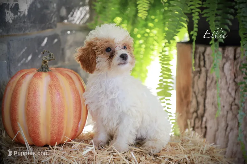 Ellie – Poodle - Miniature  puppy for sale in Bluford, IL