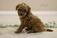 Denali, a male Poodle - Miniature  for sale in Bluford, IL – Photo 2 of 6