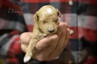 Denali, a male Poodle - Miniature  for sale in Bluford, IL – Photo 4 of 6