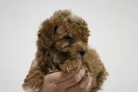 Denali, a male Poodle - Miniature  for sale in Bluford, IL – Photo 1 of 6