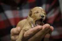 Denali, a male Poodle - Miniature  for sale in Bluford, IL – Photo 5 of 6