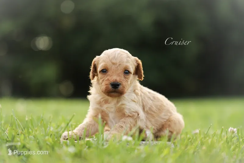 Cruiser  – Poodle - Miniature  puppy for sale in Bluford, IL