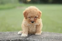 Penny, a female Poodle - Miniature  for sale in Bluford, IL – 2 of 8