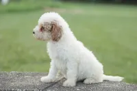 Missy, a female Poodle - Miniature  for sale in Bluford, IL – 2 of 6