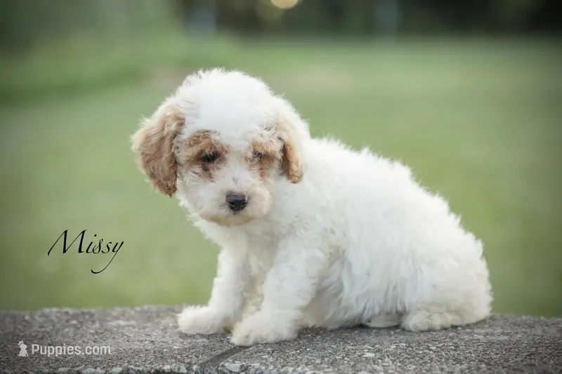Missy – Poodle - Miniature  puppy for sale in Bluford, IL