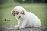 Missy, a female Poodle - Miniature  for sale in Bluford, IL – 1 of 6