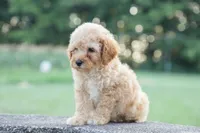 Cruiser , a male Poodle - Miniature  for sale in Bluford, IL – 2 of 7
