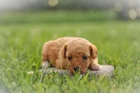 Penny, a female Poodle - Miniature  for sale in Bluford, IL – 2 of 2