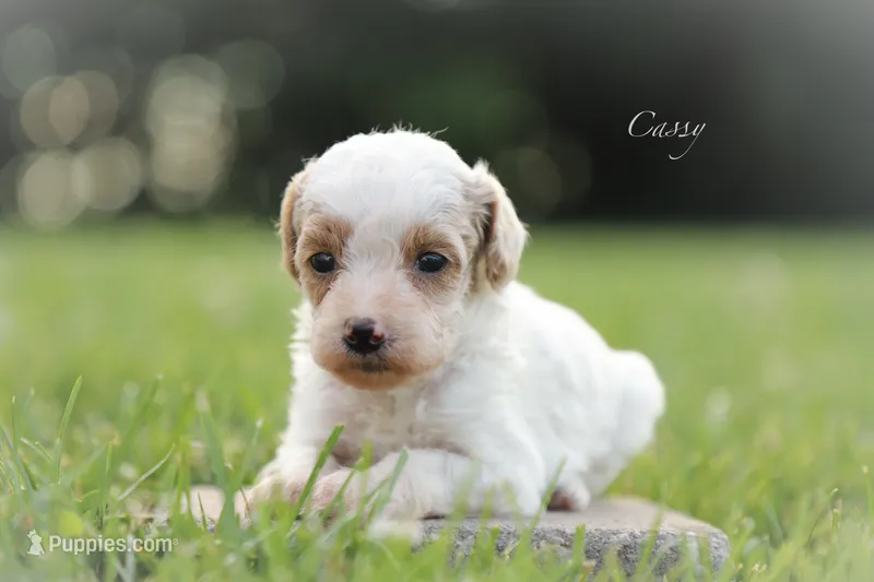 Cassy – Poodle - Miniature  puppy for sale in Bluford, IL
