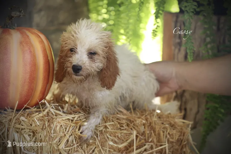 Cassy – Poodle - Miniature  puppy for sale in Bluford, IL