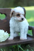 Cassy, a female Poodle - Miniature  for sale in Bluford, IL – 4 of 6