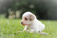 Cassy, a female Poodle - Miniature  for sale in Bluford, IL – 2 of 2