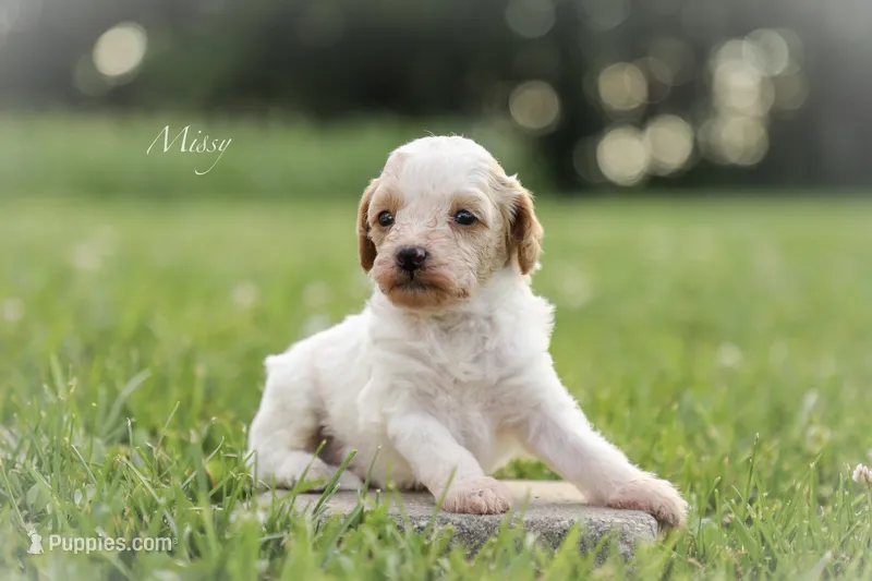 Missy, a female Poodle - Miniature  for sale in Bluford, IL – 1 of 2