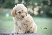 Cruiser , a male Poodle - Miniature  for sale in Bluford, IL – 1 of 7