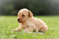 Cruiser , a male Poodle - Miniature  for sale in Bluford, IL – 2 of 2