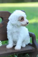 Lacey, a female Poodle - Miniature  for sale in Bluford, IL – 4 of 6
