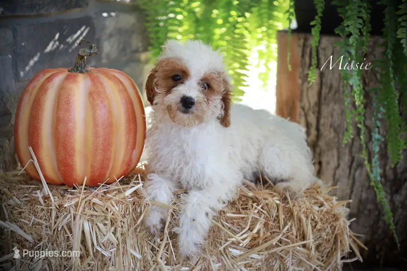 Missy – Poodle - Miniature  puppy for sale in Bluford, IL