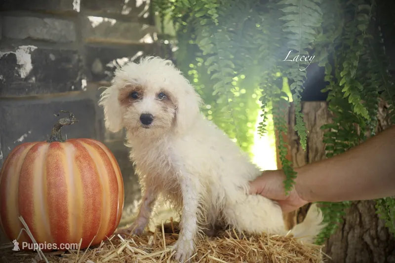 Lacey – Poodle - Miniature  puppy for sale in Bluford, IL