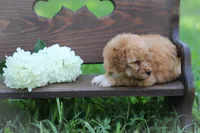 Penny, a female Poodle - Miniature  for sale in Bluford, IL – 6 of 8