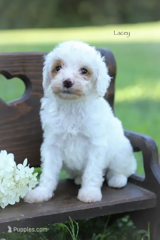 Lacey – Poodle - Miniature  puppy for sale in Bluford, IL