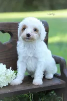 Lacey, a female Poodle - Miniature  for sale in Bluford, IL – 3 of 6