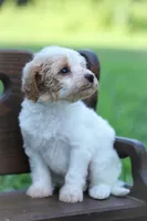 Missy, a female Poodle - Miniature  for sale in Bluford, IL – 4 of 6