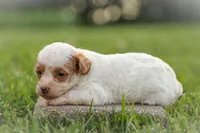 Ellie, a female Poodle - Miniature  for sale in Bluford, IL – 2 of 2