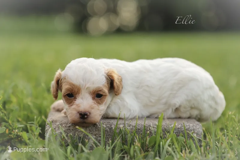 Ellie, a female Poodle - Miniature  for sale in Bluford, IL – 1 of 2