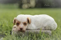 Ellie, a female Poodle - Miniature  for sale in Bluford, IL – 1 of 2