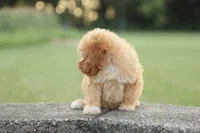 Penny, a female Poodle - Miniature  for sale in Bluford, IL – 3 of 8