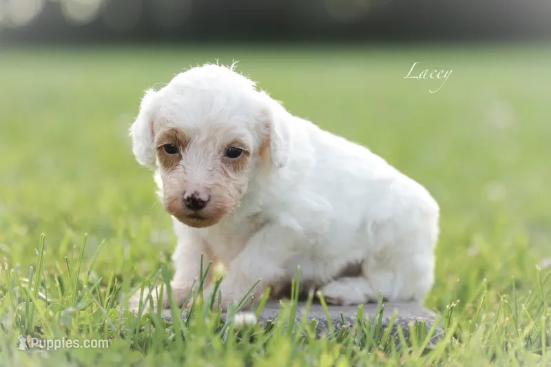 Lacey – Poodle - Miniature  puppy for sale in Bluford, IL