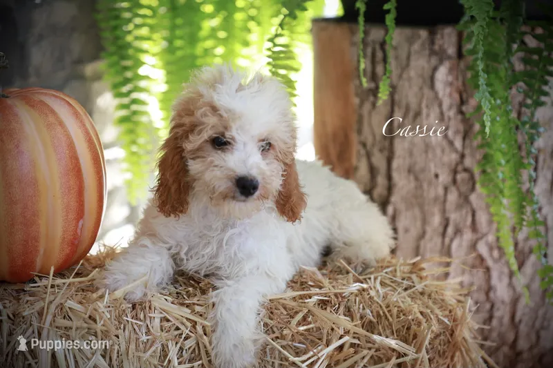 Cassy – Poodle - Miniature  puppy for sale in Bluford, IL