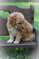 Penny, a female Poodle - Miniature  for sale in Bluford, IL – 5 of 8